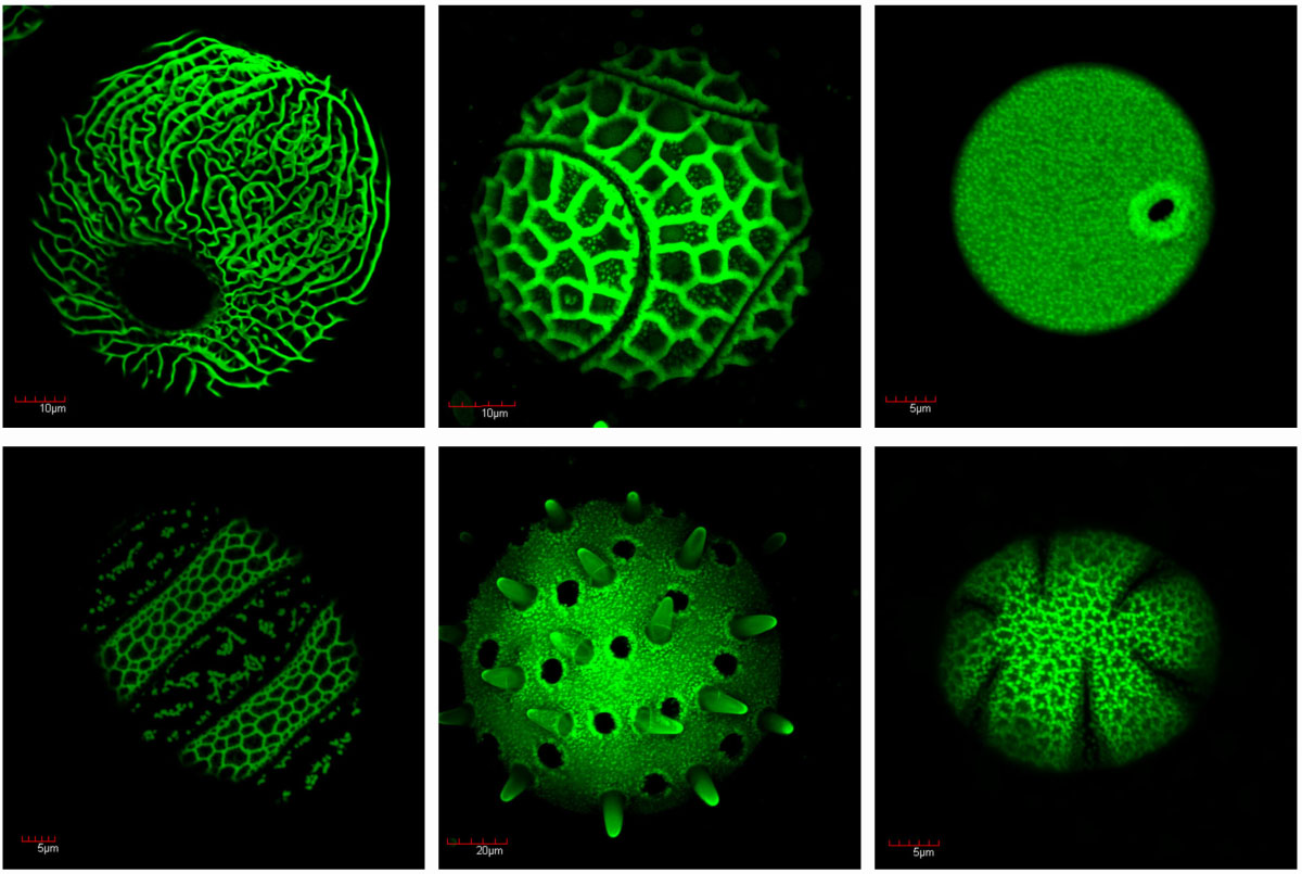 Fig. 1 Pollen exine assembles into elaborate species-specific patterns. Pollen grains of six plant species are shown.